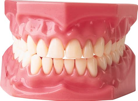 collection  teeth png pluspng vrogueco
