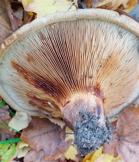 Großer Krempling | Großer Krempling (Paxillus validus) (c) S… | Flickr
