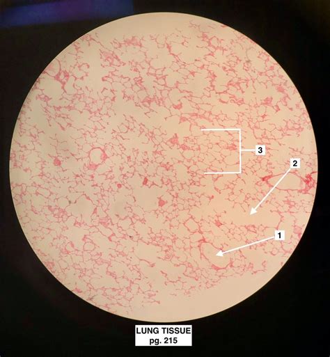 lung tissue microscope  diagram quizlet