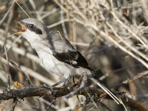 Young Loggerhead Shrike Practicing His Prey-impaling Skills – Feathered ...