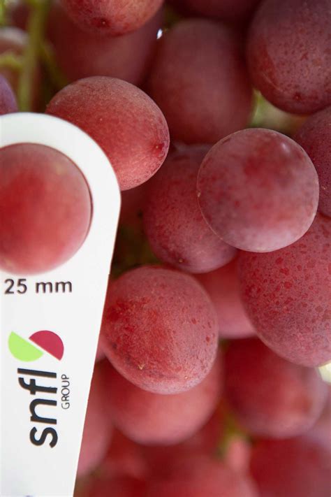 carlita australian table grape association