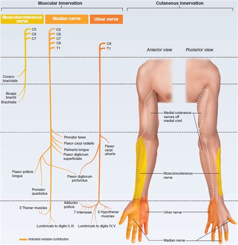 Brachial plexopathy causes, symptoms, diagnosis, treatment & prognosis