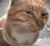 Cat Memes GIFs | Tenor