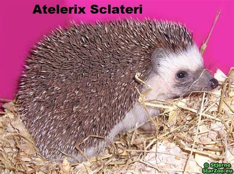 Atelerix Sclateri