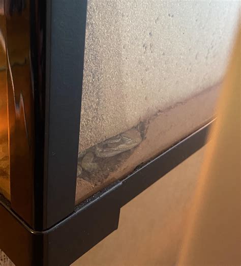 We got our dude 5 weeks ago, and he has been burrowing and sleeping all