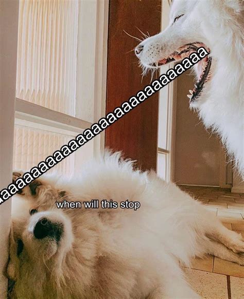 Dog screaming at sad dog : r/MemeTemplatesOfficial