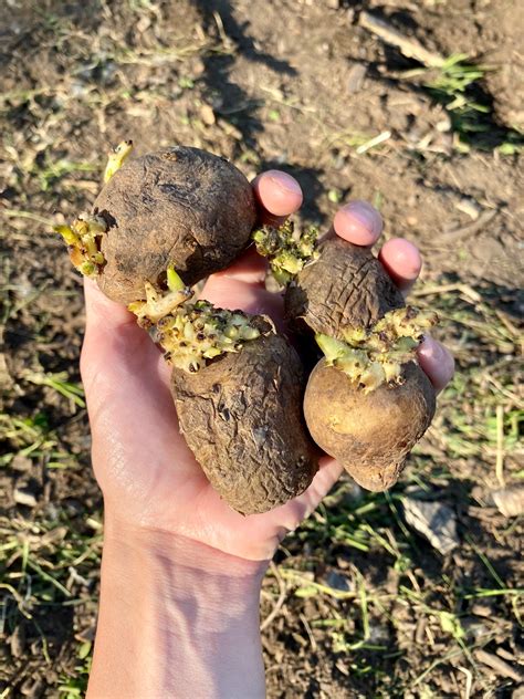 Planting Seed Potatoes - Wild Woods Homestead