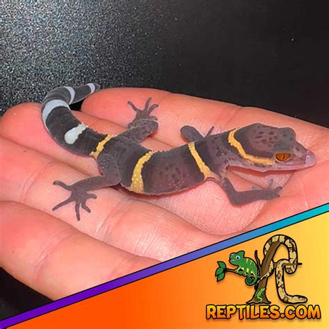 Chinese Cave Gecko for sale | baby Chinese cave geckos for sale