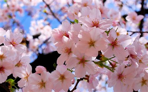 Blossoms wallpaper | 2560x1600 | #29503