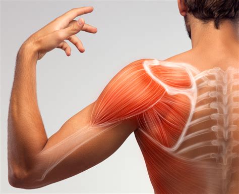 detail gambar otot  fungsinya koleksi nomer