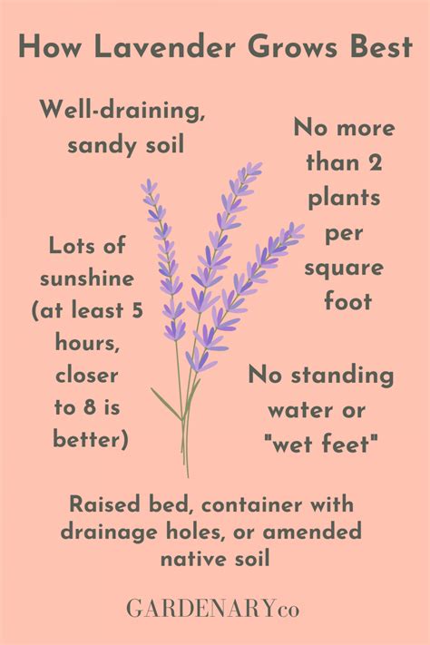 How to Grow Your Own Organic Lavender • Gardenary