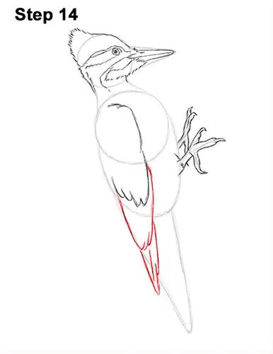 How to Draw a Woodpecker