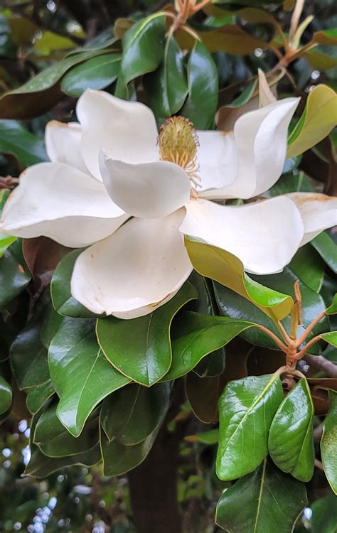 4-H Photo Contest winners, Plants | Garvin County