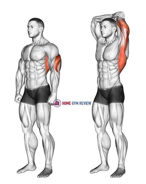 Overhead Triceps Stretch - Home Gym Review