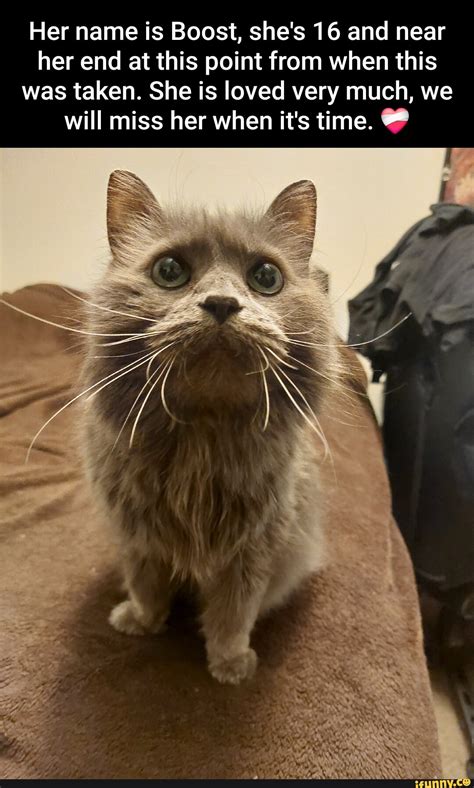 diva memes  collection  funny diva pictures  ifunny