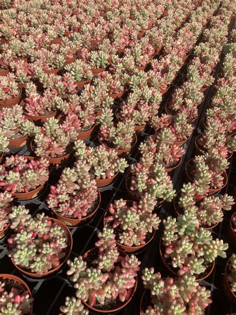 Belgicactus BV - Sedum rubrotinctum rosea now available...