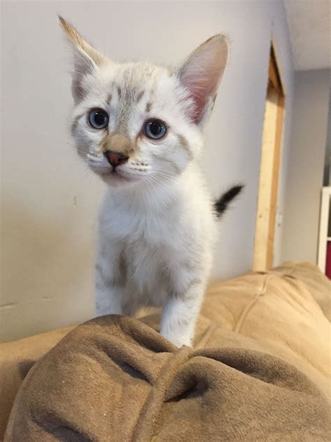 Siamese Lynx Kittens