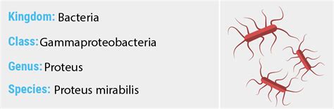 Proteus mirabilis - Quip Labs