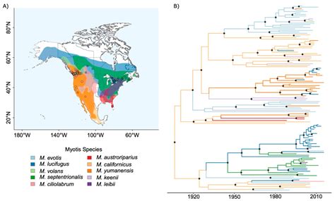 Geographic Range Overlap Rather than Phylogenetic Distance Explains