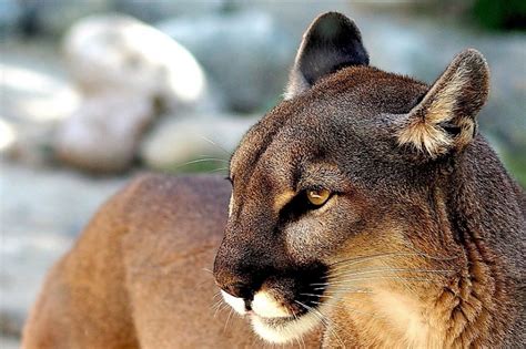 Puma Puma Resimleri, Stok Fotoğrafları Ve Resimleri | peacecommission ...