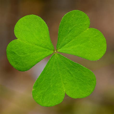 shallow focus photography   leaf clover  stock photo