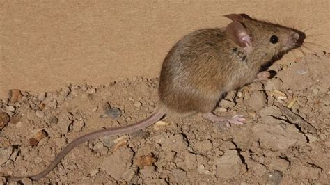 Домовая мышь: описание, фото, ареал и среда обитания, питание ...