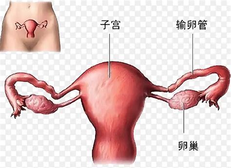 卵巢素材PNG图片素材下载_图片编号qezragvb-免抠素材网