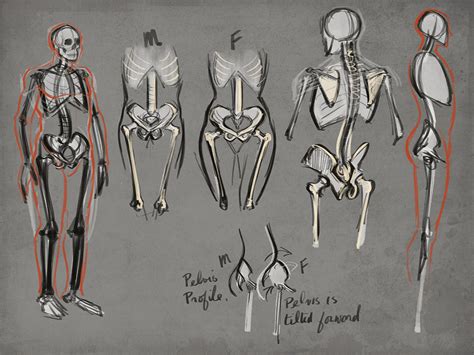 Anatomy Skeleton Drawing at GetDrawings | Free download