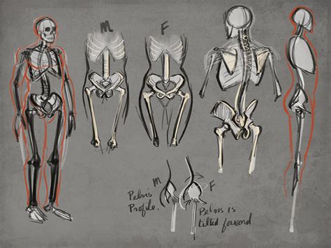 Anatomy Skeleton Drawing at GetDrawings | Free download