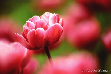 Best Lens For Flower Photography at Ted Hayes blog