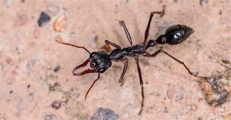 Are Bull Ants Poisonous? (Explained)