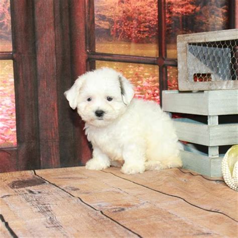 Shih Tzu-Teddy Bear Puppy White / Gold ID:4600 Located at Petland ...