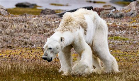 Oso polar, ¿en peligro de extinción? 🐻 - Chismes Today 