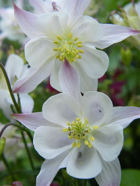 aquilegia - Google Search