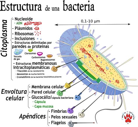 Tema 18.3 Bacterias