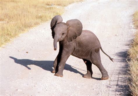Trunk call how elephants communicate using a secret language – Artofit