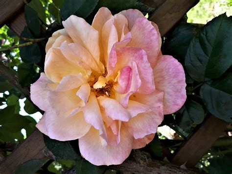 Mina-Marie Michell - Photography