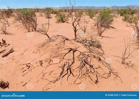 dry tree  bushes  desert stock image image  plant beautiful