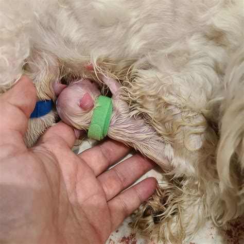 Do Female Dogs Have A Mucus Plug