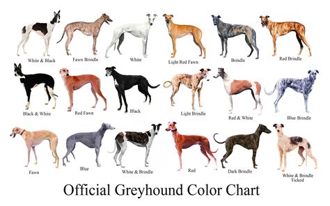 Nutritional Guide and Essential Facts Regarding Greyhound Dog Food 19