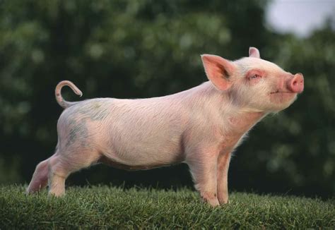 Gardening Basics for Beginners | Pet pigs, Pig breeds, Baby pigs