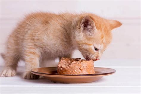 What Is the Difference Between Adult and Kitten Food? - Cat-World