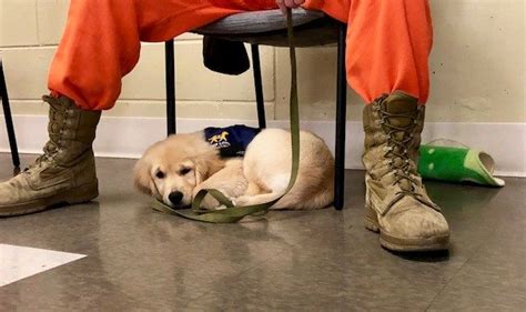 A VISIT TO THE K-9 PROGRAMS AT CAMP PENDLETON : Timothy T. Day Foundation