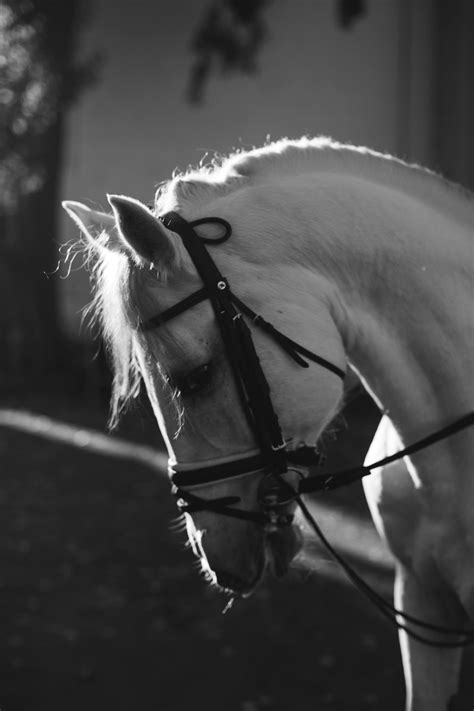 Fit - Horse | Kyiv