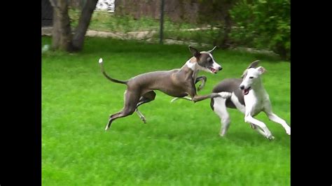 Running like crazy... Italian Greyhounds waited all winter for this ...