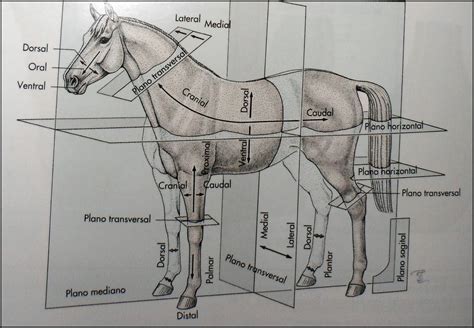 Imagem Planos e eixos - veterinária - Anatomia Veterinária I