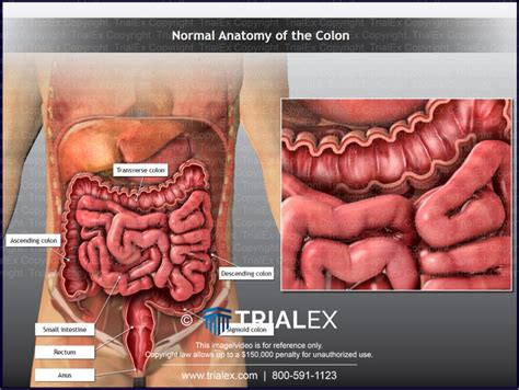 Normal anatomy of the colon - TrialQuest Inc.