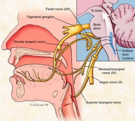 65 Gustatory system (Taste) ideas | anatomy and physiology, physiology ...