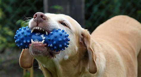 chew toys  puppies  teething  puppies