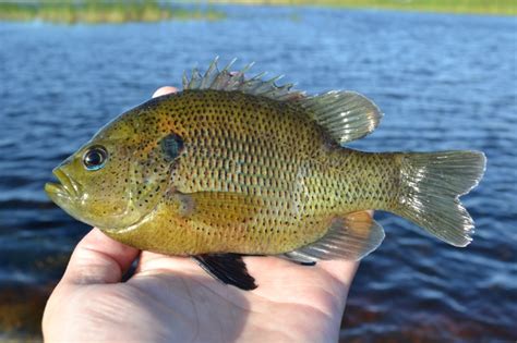 Sunfish, Spotted SNOOK99 | roughfish.com